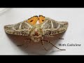 Spider Eating Moth: Eudocima (Linnaeus 1767)