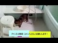 【困惑】お風呂場で不思議な行動をとるジロウくん　Jiro acts strangely in the bathroom.