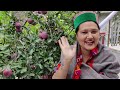 ||Apple Season(Apple Barfi Recipe)In Kinnaur HP||