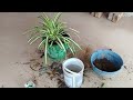 Repotting Pandanus Plant Attacked by Ants and Pests | Pandanus Care & Propagation #pandanus