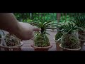 Neofinetia Falcata Collection Update - Spring 2018