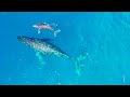 MAUI - 12K Scenic Relaxation Film With Inspiring Cinematic Music - 4K (60fps) Video Ultra HD