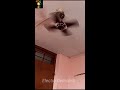 Macro Ceiling Fan Falling Down