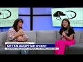 HAPPENING THIS WEEKEND: Washington Co./Johnson City Animal Shelter to host kitten adoption event