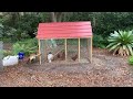 Belgian Malinois trying to herd caged chickens