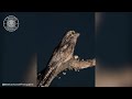 Great Potoo 👀 The Creepiest Bird! | 1 Minute Animals