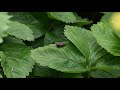 Cinnabar Moth