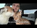 We moved across the country with our Bengal cat and rescue dog (Canada road trip) | Ep 12