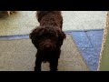 Missy's 1st Year Montage (toy poodle)