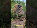 🐕 Funny video with animals! 😺 You will laugh! 🐱