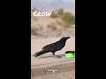 Helping Parched Crow #shorts #shortsfeed #shortsvideo  #crow