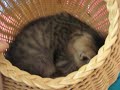 basket kittens