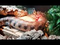 Blue Tongue Skink Playing With Ball