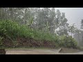 Rainforest Rain Sounds for Sleeping or Studying