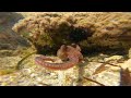 Behind the scenes.. the video of the octopus attack. #sea #octopus #nature