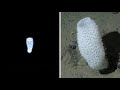 All Animal Crossing Deep Sea Creatures/In real life (New Horizons)🦐