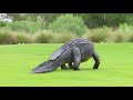 Massive alligator takes casual stroll through South Carolina golf course