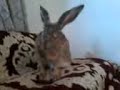 a domesticated hare - un lièvre domestiqué- أرنب بري
