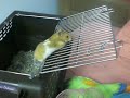 Hamster tries to escape from cage! so cute!!!