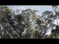 Swift Parrot sighting VII - 24/06/2024