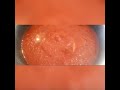 how to make stew