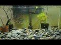 Marble Vieja 7 Blood Cichlids