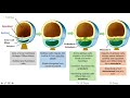 Gastrulation | Formation of Germ Layers | Ectoderm, Mesoderm and Endoderm