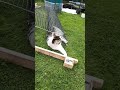 playful garden kitty