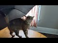 Mint the kitty is hiding behind umbrella, chirps when found