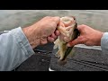 Get5Bass Raw - Blue Mountain Lake Bass Fishing #arkansasbassfishing #bluemountainlake #bassfishing