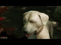 Speak with animals (part 2) Baldur's gate 3 Patch 4