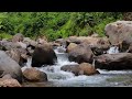 Peaceful River Sounds to Ease Stress - Soothing River Symphony - River Ambience for Relaxation