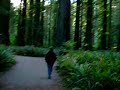 Walk in Redwoods