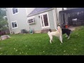 My Malamute, Play-Fighting