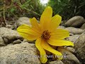 Harvesting Wild Senna