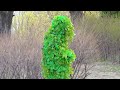 Bushman Prank with AMAZING and HILARIOUS Reactions