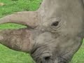 om nom rhino