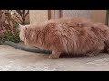 Secret World of Persian Fluffy Cats | Catsworldshabeenkhan