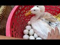 cute yellow baby duckling hatching from eggs