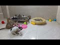 CLASSIC Dog and Cat Videos😸🐶1 HOURS of FUNNY Clips😻🐈