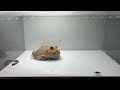 Pacman frog vs Epomis and Bombardier Beetle (LIVE FEEDING WARNING)