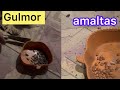 Different gulmor and amitlas tree and seed  and  how look #amitlas #gulmor #trees