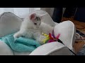 Maine Coon Kitten Introduction - First Day
