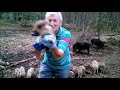 Wild Boar Sows & Piglets Being Fed, Lithuania