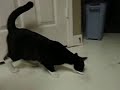 Male Dog Humps Male Cat (Part I)