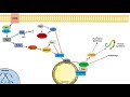 Ras Raf MEK ERK Signaling and the mTOR Pathway | Interactions and Regulation