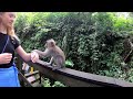 The Secret Life of Monkeys: Step Inside the Mystical SACRED MONKEY FOREST in Ubud, BALI Indonesia 🇮🇩