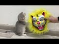 Funniest Animals 2024 😍 Best Funny Cats and Dogs Videos 😹🐶 Part 29