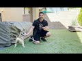 Puppy Training Made Easy: Fun and Effective Techniques