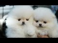 Cutes dogs | Cutest dog in the world | Cute dogs clips 2016